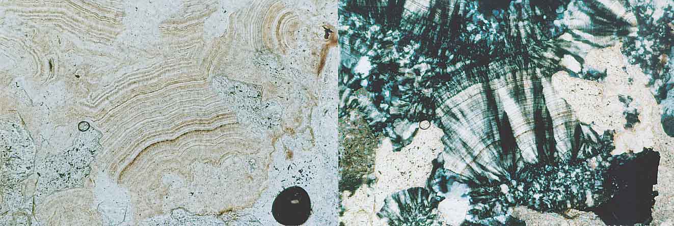 Thin section from the Carnelian Dolomite Layer